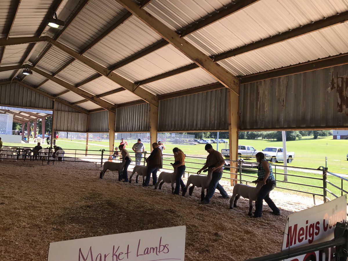 MeigsFFA's tweet photo. Meigs County Fair Sheep Show https://t.co/OllBjpjnCb