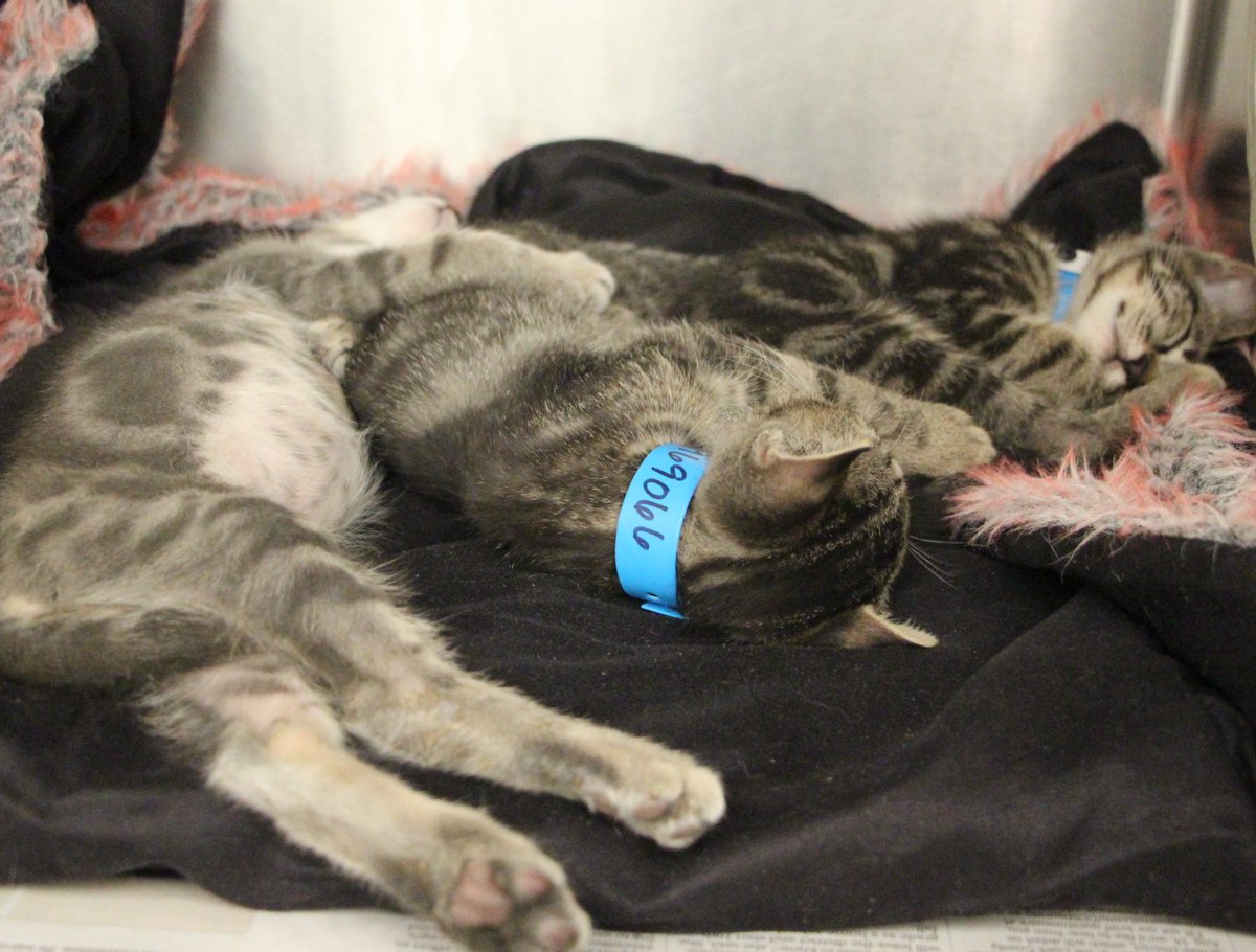 animalfndlv's tweet photo. Temperatures are still blazing. Keep your pets inside, cool and hydrated. #summersafe #petsafety https://t.co/GlgFfT2FwF