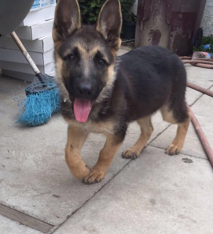 _naaancyb_'s tweet photo. I lost my dog this morning near First and Harbor in Santa Ana, she's 3 months and her name is Gala, if anyone sees her please let me know! 😔 https://t.co/05KRu3U1gK