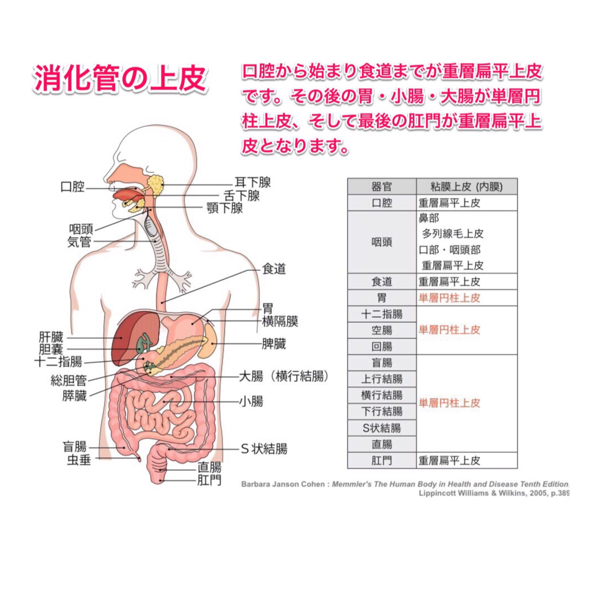 黒澤一弘（かずひろ）解剖学IT教育・指圧師・ラダック on X