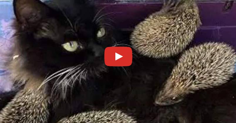 Cats And Kittens This Is Too Cute Cat Becomes Foster Mama To Eight Baby Hedgehogs Click To Watch T Co Ul3onclj0i Cats And Kittens This Is Too Cute Cat Becomes Foster Mama To Eight Baby Hedgehogs Click To Watch T Co Ul3onclj0i