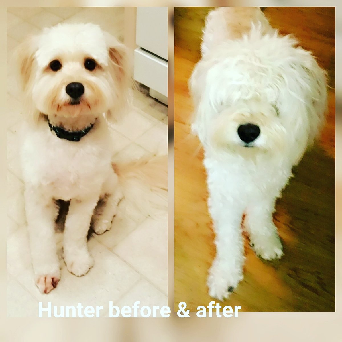 gofetchfordogs's tweet photo. Another amazing Fetch testimonial! #nomoreitching #happydog @WeLoveDogsUSA @samsonthedude @CUTEST_ANlMALS @AllPetBrigade https://t.co/jSj4aqDUiT