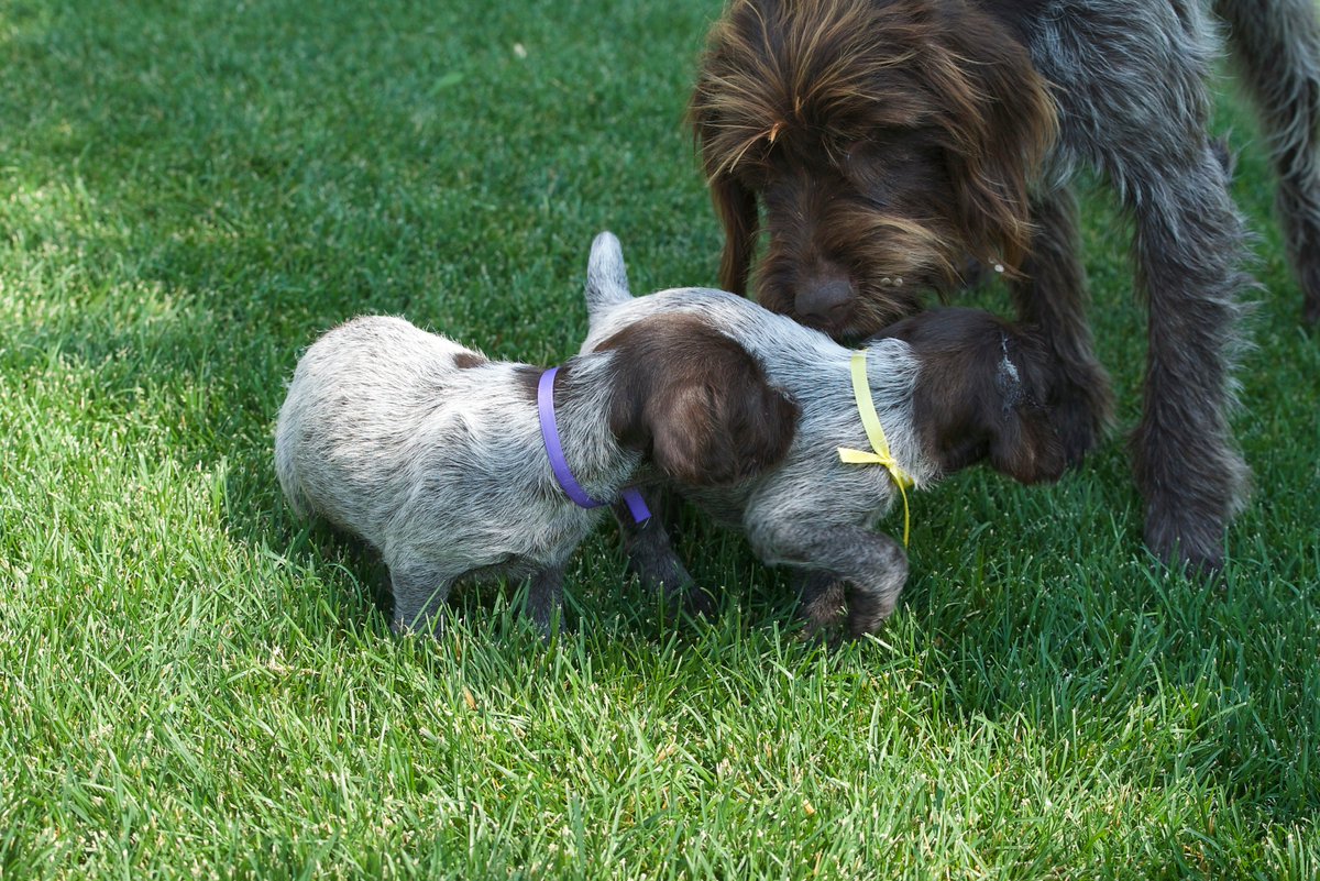 RockyMtnGriffs's tweet photo. Puppies! https://t.co/EFDxfJWheM
