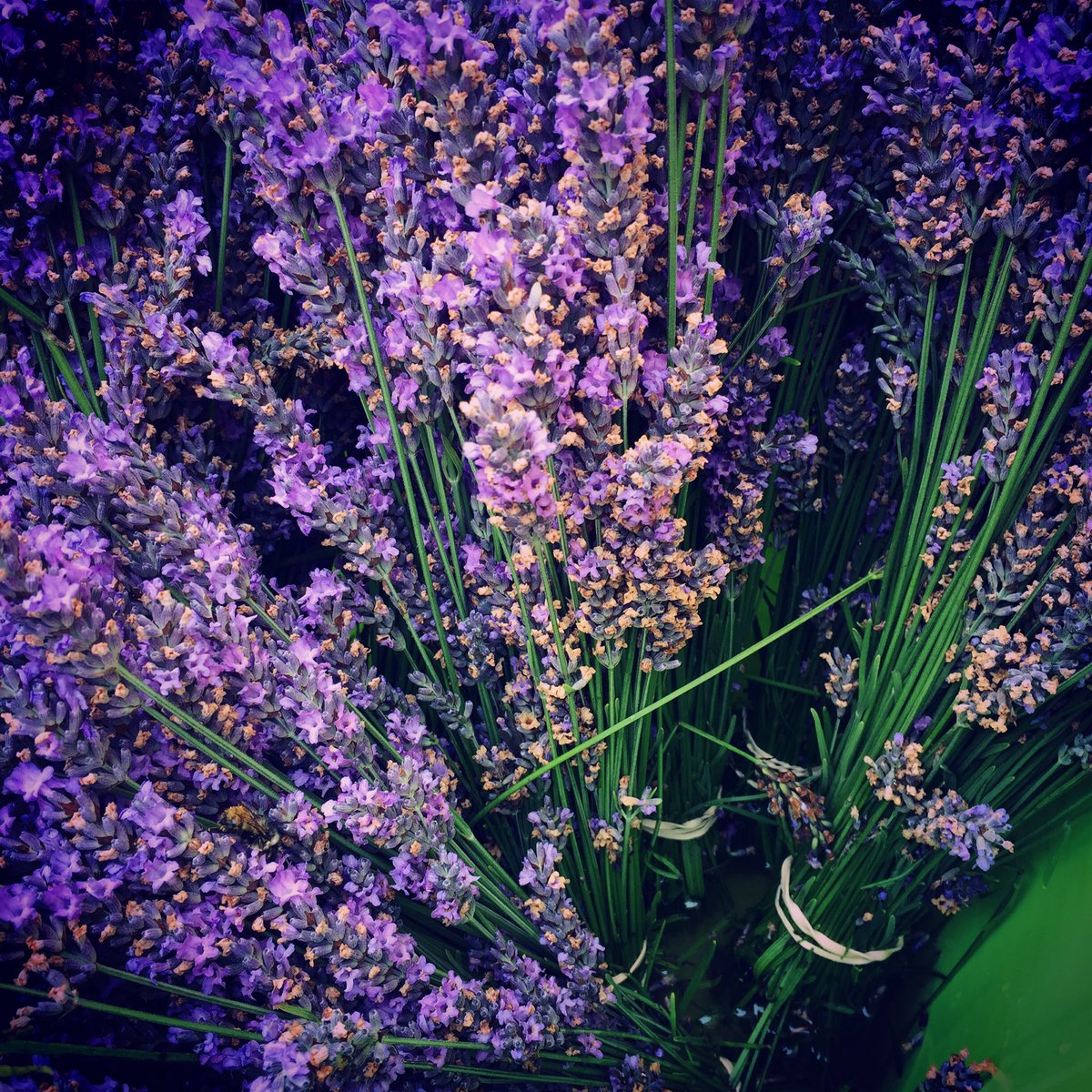 SabineMargolis's tweet photo. #lavender always works. #calm #powerfulplants #gardening #soothing #choosewhatyoulove #saltspringisland https://t.co/HpFkShltIb