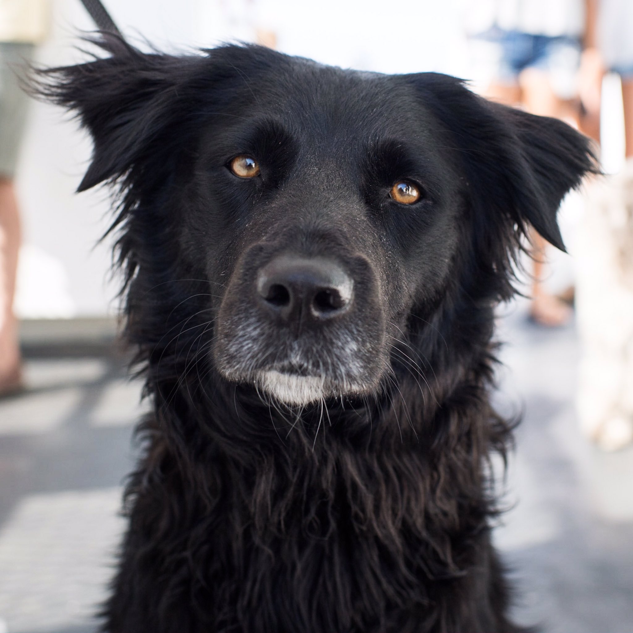 Australian shepherd flat coated retriever mix online