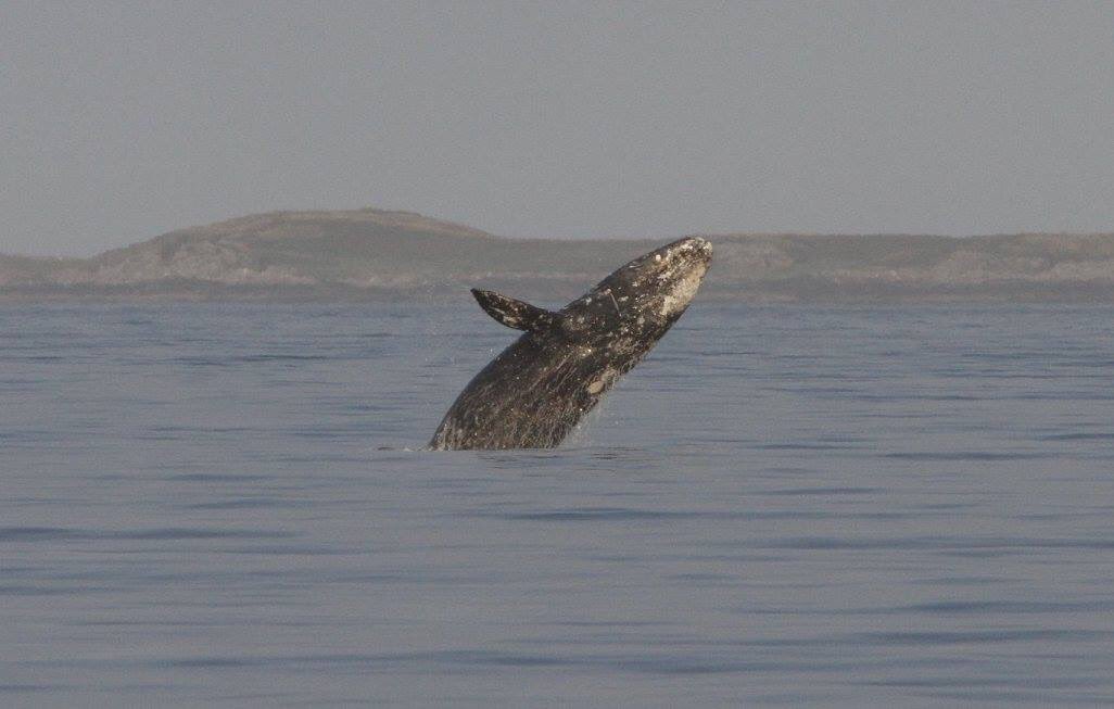 So we went camping on this island off of Tofino and got to view this awesome spectacle! I can't even describe how incredible it was #canada