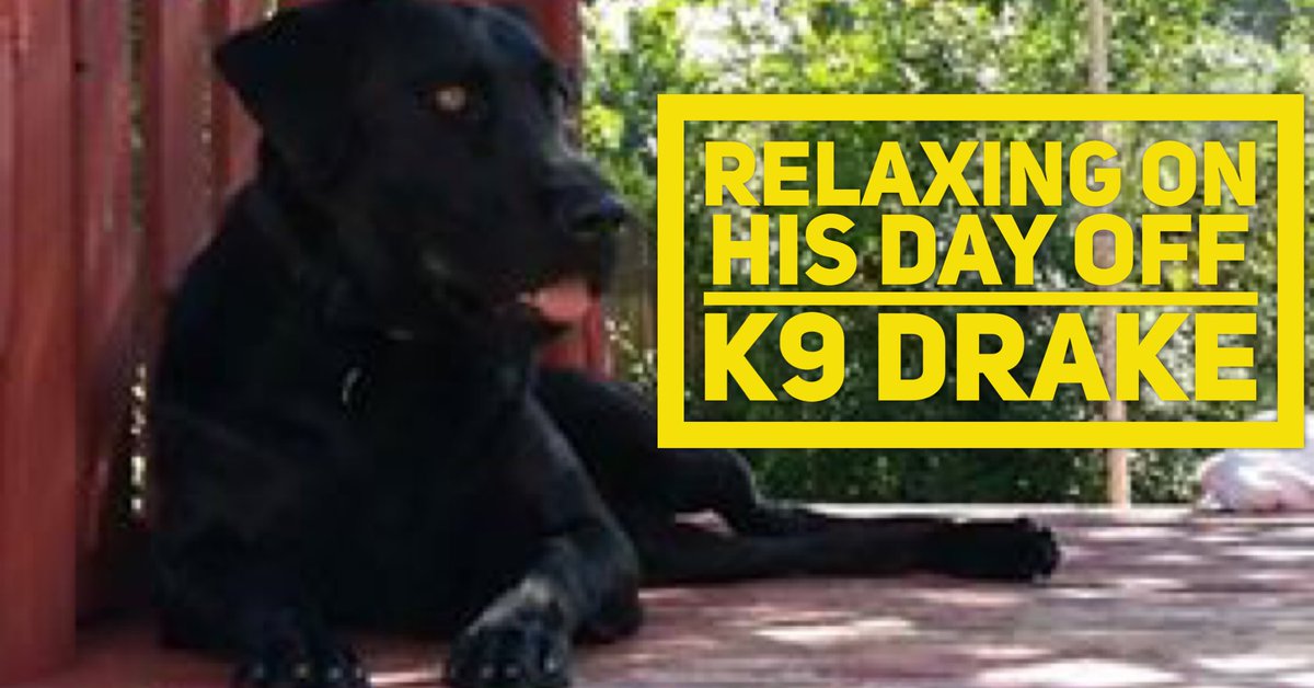 NampaPolice1's tweet photo. Hope you're relaxing too. #K9Drake #StayCool https://t.co/qei6NHZ1E5