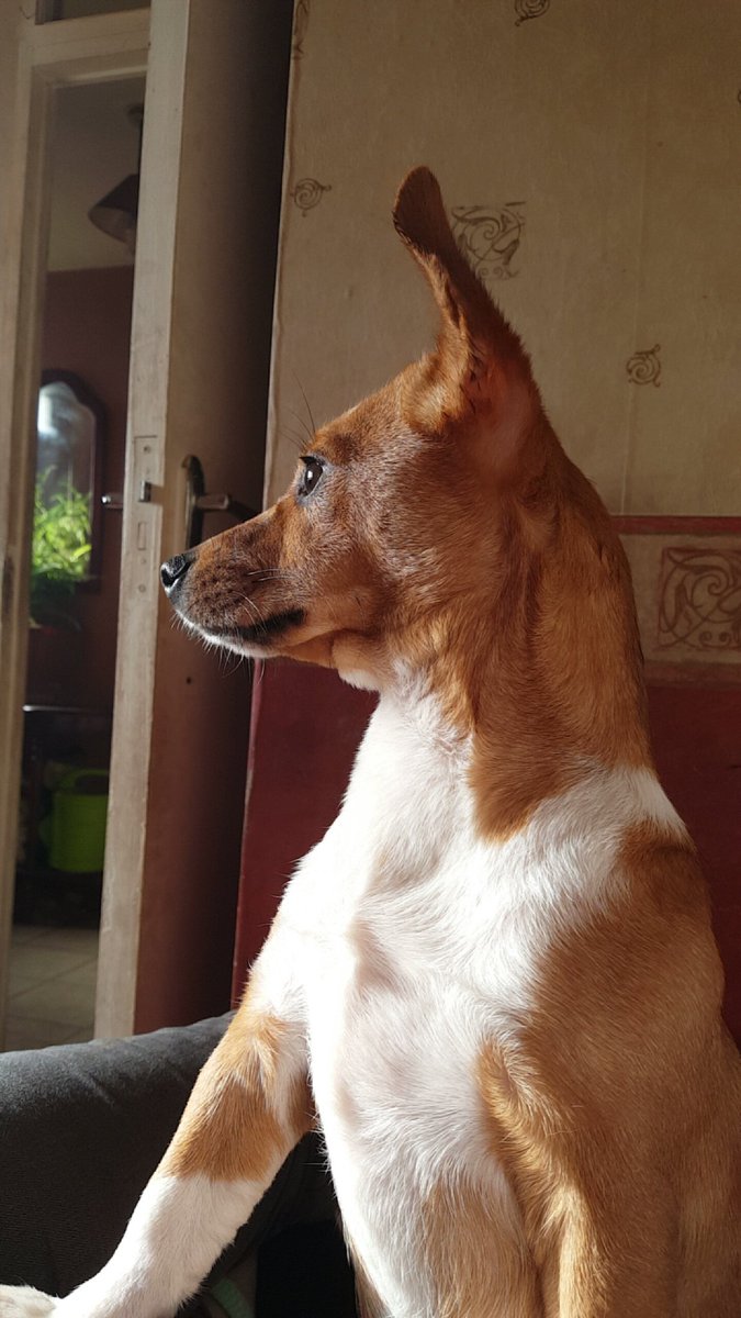 DogsForLife5's tweet image. I'm so thankful for dogs 😢😭😭😭😭💜💜💜💜💜😍😍😍😍😍