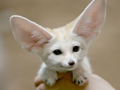 神秘な動物 Mysterious En Twitter フェネック 世界で一番可愛い動物に選ばれたことのあるキツネ 小さい頃から過ごした場合 かなりなついてくれる子もいるそうです 体長が36 41cm程度でイヌ科の動物の中でも最も小型の種です ﾟ W ﾟ