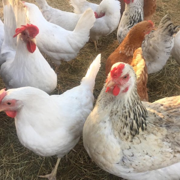 StrongRootsProv's tweet photo. The girls at #gilliardfarms have been working hard to make #SunBrunch at @farmerandlarder delicious & fresh! Join us tom from 11-2 to taste! https://t.co/d4nN0YxpRt