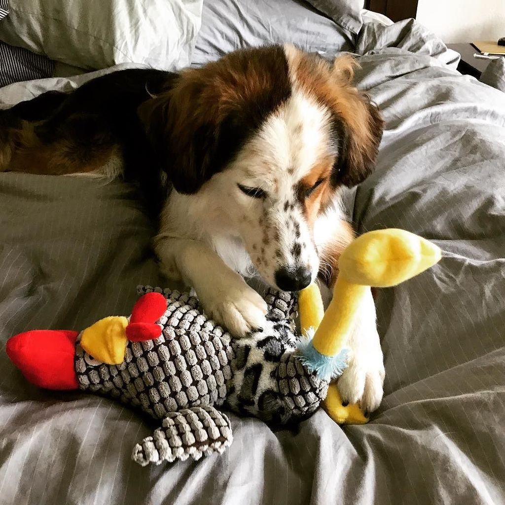 zanymomintx's tweet photo. I like my chicken stuffed not fried! #meetizzy #dogzilla #deafdogs #deafdogsrock #bordercollie #australianshepherd… https://t.co/Fy17ABo4Lw https://t.co/SMhysa9g6L