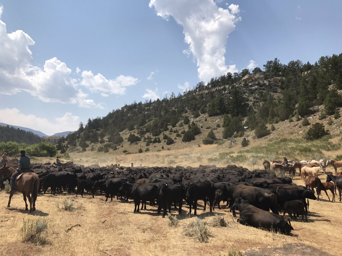 ashlieslator's tweet photo. Best week at the TX Ranch Wyoming/Montana #cowgirl #Rodeo #hocow https://t.co/2HmjiJAUTg