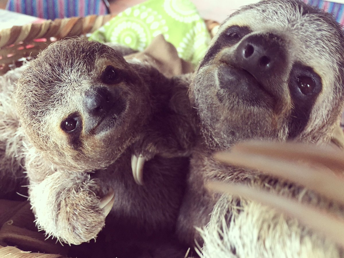 These two...they make everything in life better. #slothlove = #slothlife @toucanrescueranch @theslothinstitute