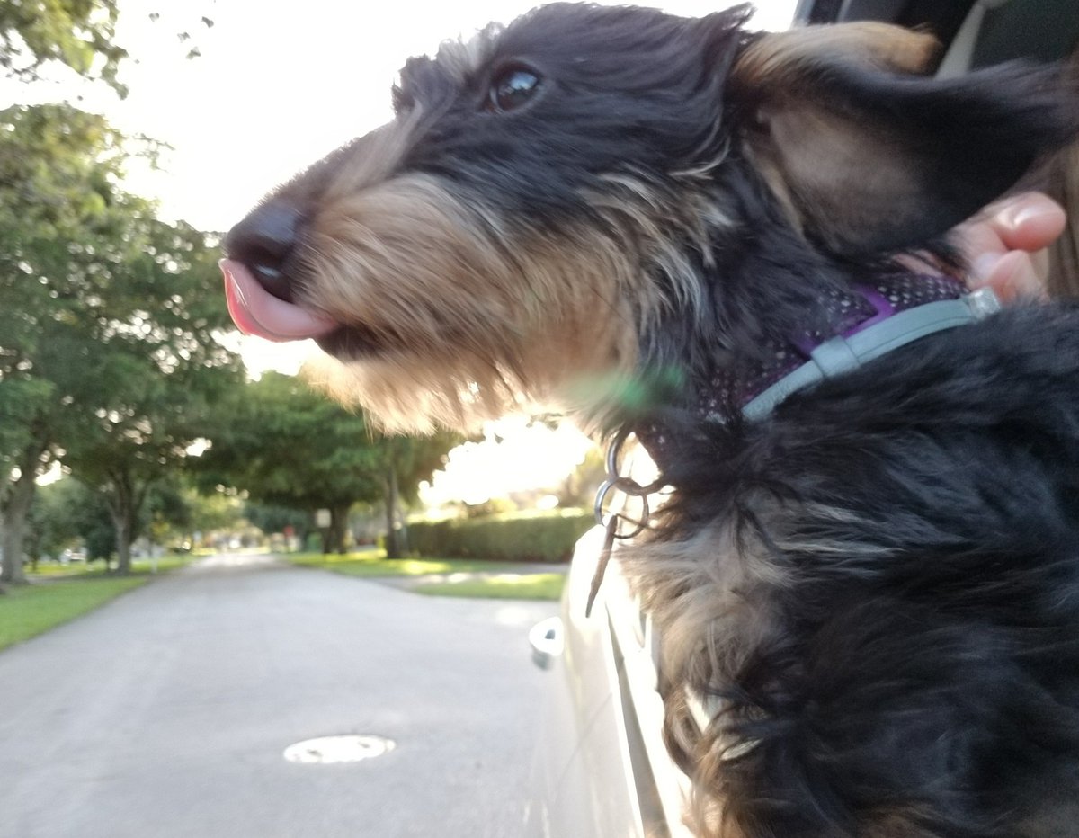 ScoutEuro's tweet photo. Yum, yum air. #EuroScout #dogsoftwitter #dachshund #puppy #babydog #dogpark https://t.co/oKcQCmAdVf