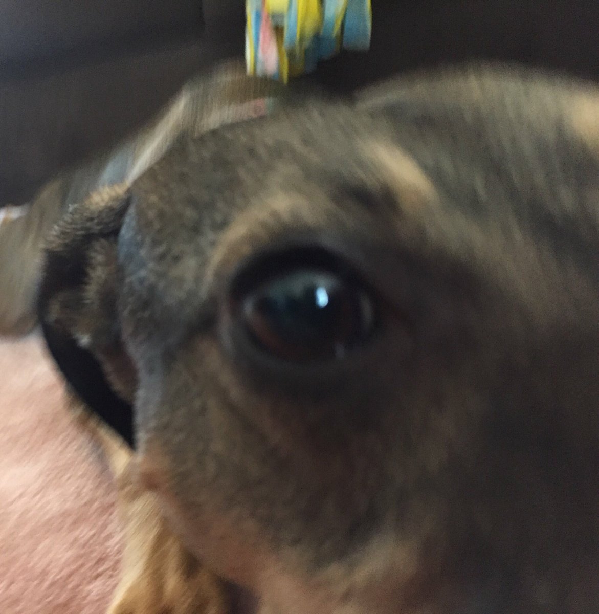 whippetmix's tweet image. Look at me!!!!