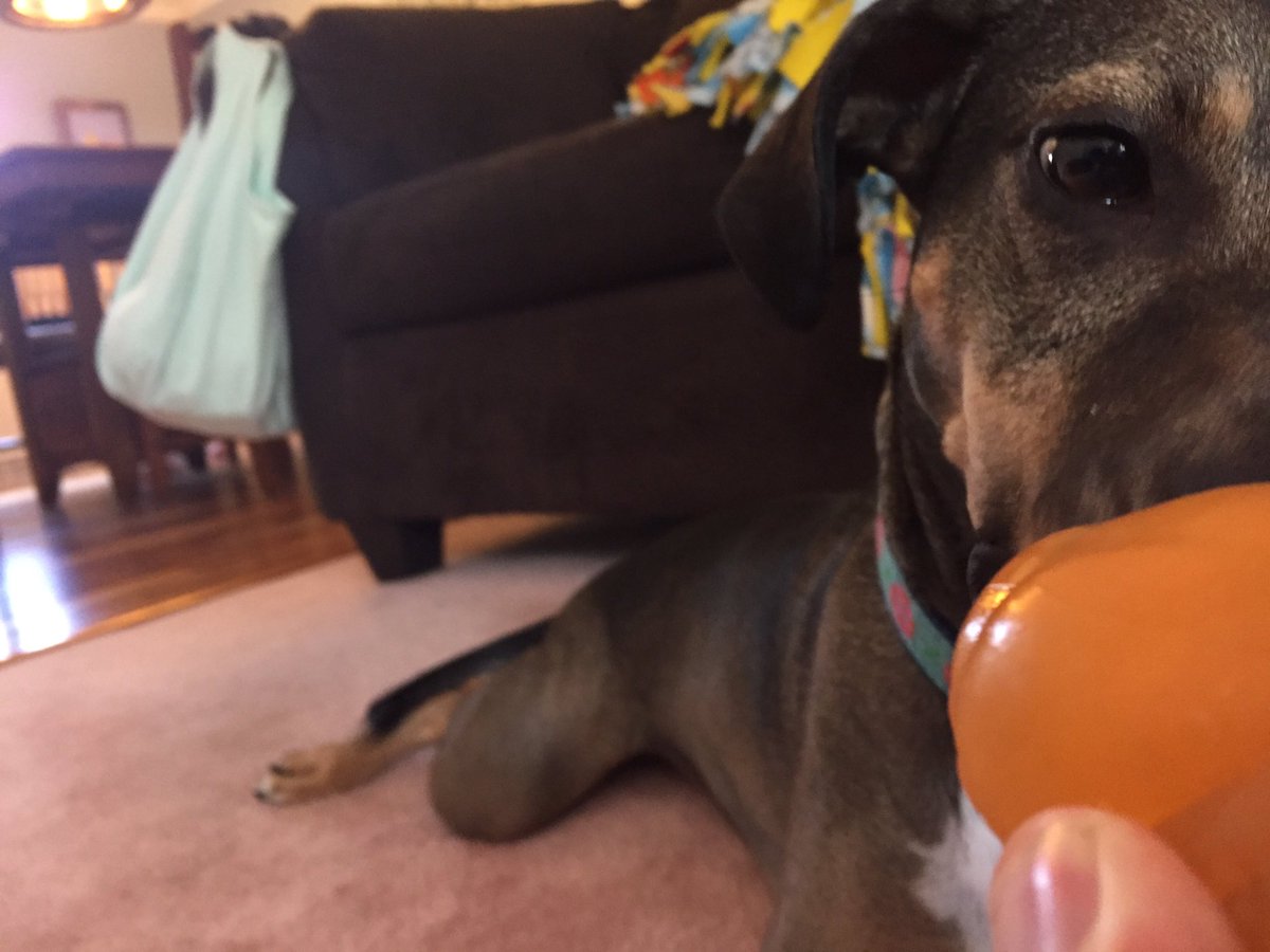 whippetmix's tweet image. Look at me!!!!