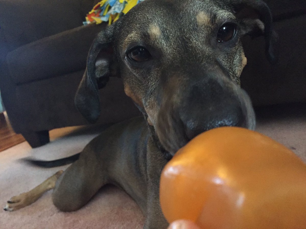 whippetmix's tweet image. Look at me!!!!