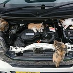 ボンネットの中がすごすぎる!猫が大量に入っていたのを見つけてよかった〜!