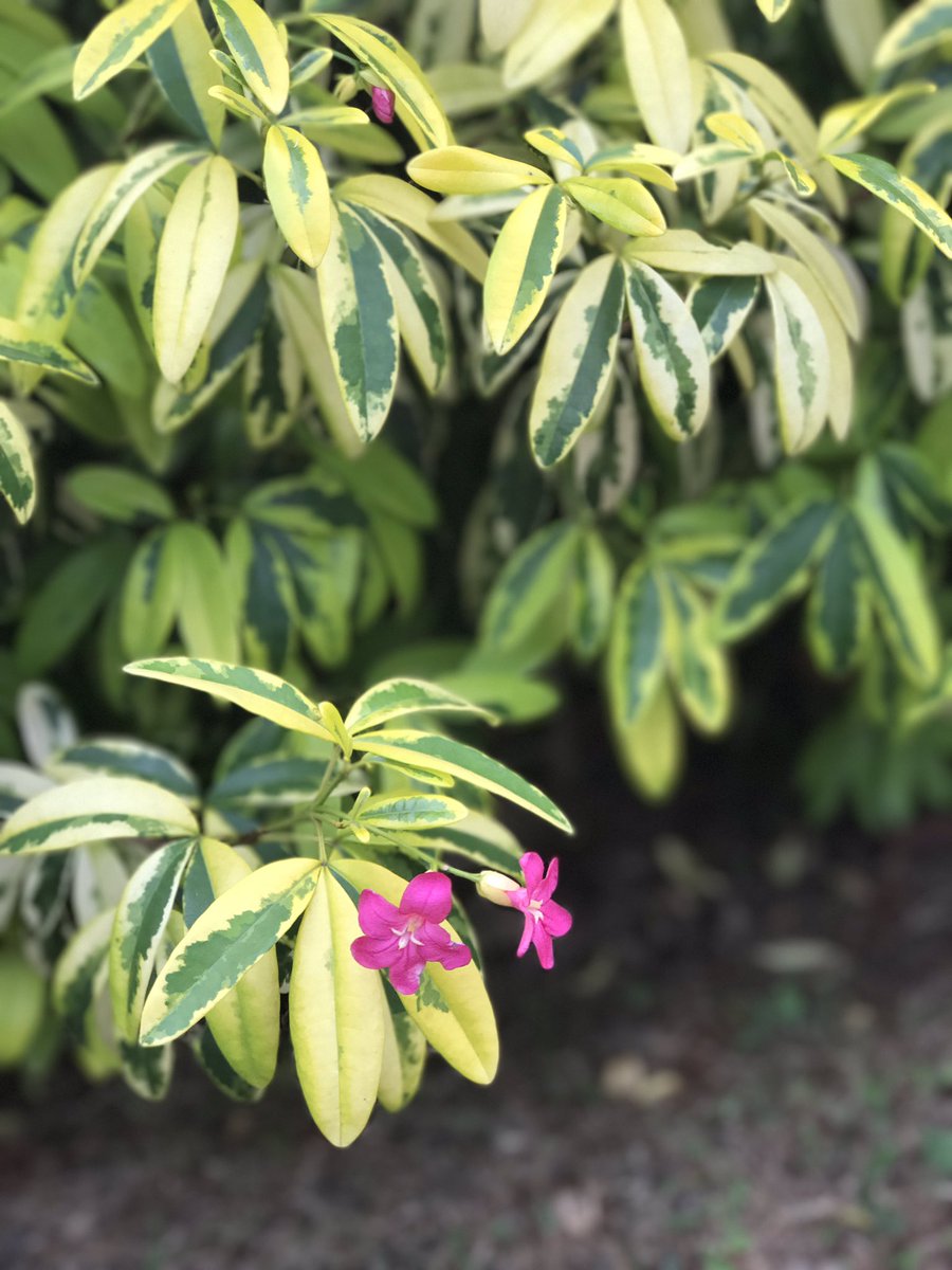 너는 어디서 왔느냐...