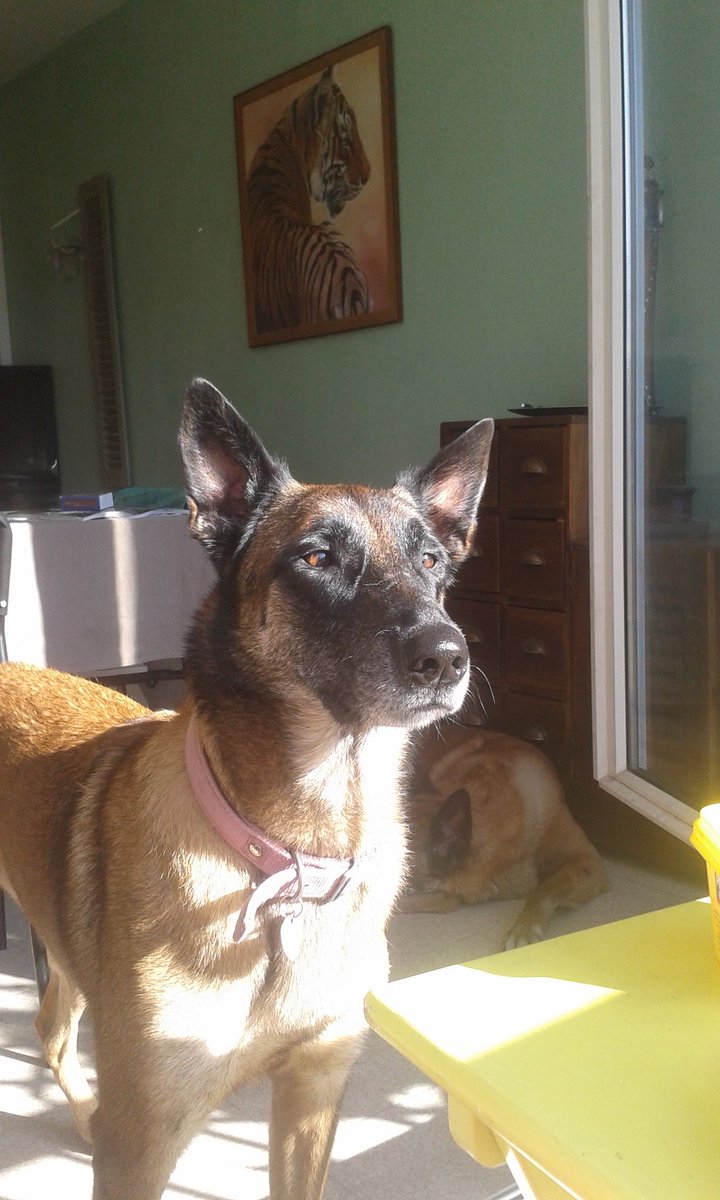HoupsNomade's tweet photo. #Houps #malinois #doglive #doglover #canicross #happydog #sundaymorning #breakfast sous surveillance 💜💛💙🐕🐾👣 https://t.co/PSTeV6N9tv