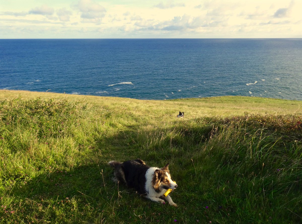 CliffsideKatie's tweet photo. looking like a cracking day #windchange #sun
#EarlyBird #SWCoastpath #bordercollies https://t.co/nb2f7GzG06