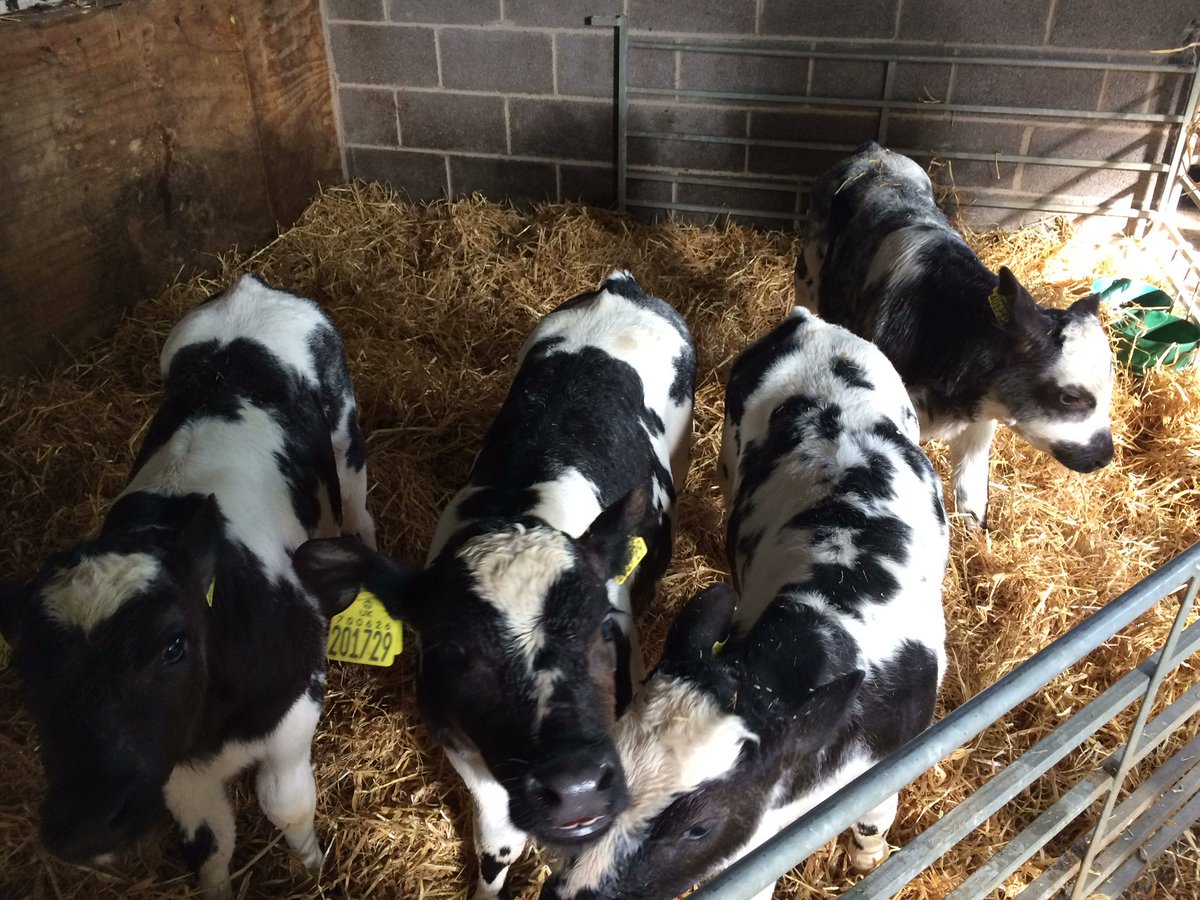 joehamer2's tweet photo. These four aren't interested in corn yet but that will change I'm sure #BBBeef https://t.co/SBqtRXTvpD