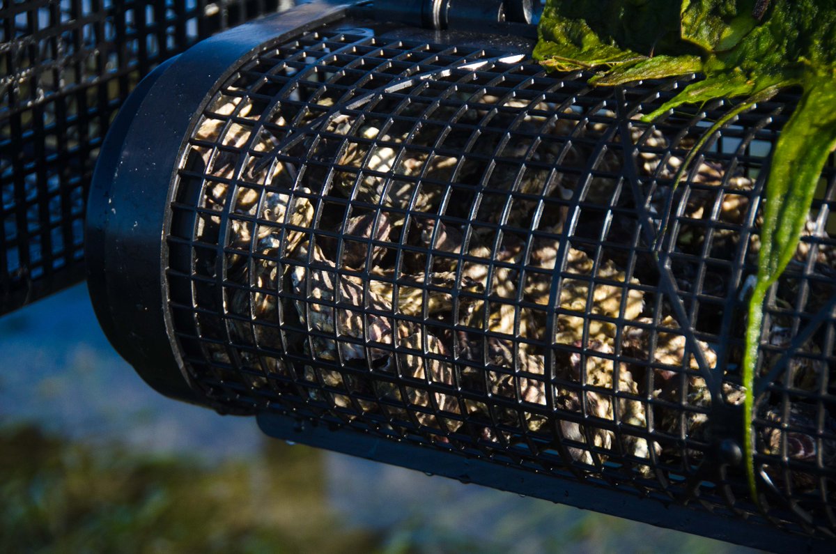 bajashellfish's tweet photo. It's called the rack and bag system, but we consider it more of a craftsmen method. #KumiaiOysters https://t.co/kgOZfHa53K
