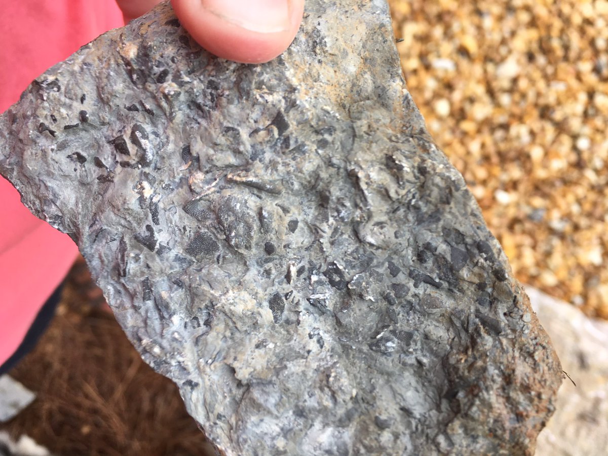 basalticcraver's tweet photo. Found in the dog park. 1 rock. 2 depositional environments. #dogpark #stacksonmain #geology #geologyeverywhere #rockhound https://t.co/lcnD3iLmih