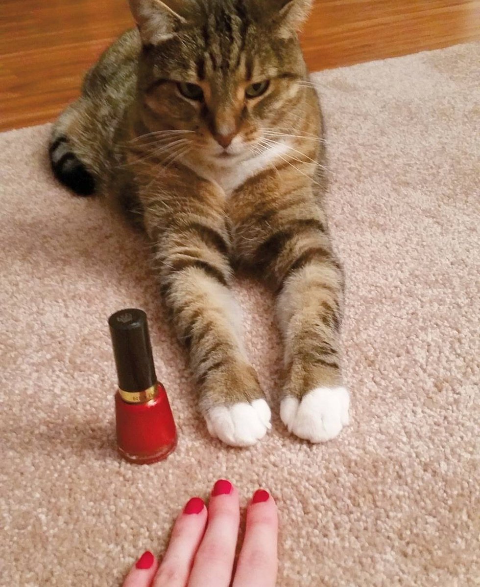 All my sisters have tails. But there was only one that helped me do my nails. Miss you Ziffy. RIP. 💔 #cats #rainbowbridge