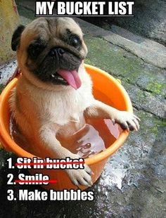Pugataur's tweet photo. Hope everyone is having a relaxing weekend! 🐶💕#pugs #pugslife #pugsoftwitter #dogsoftwitter #dogsofinstagram #dogslife #pug #makebubbles https://t.co/9eFgUrEXJc