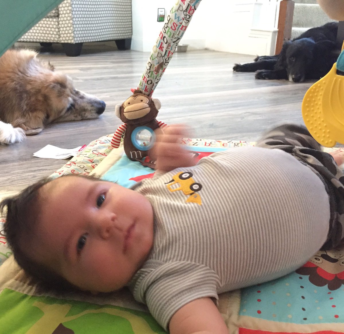 DenmanDogs's tweet photo. The boy is practicing tummy time. We've mastered it. #FrecklesBear #RascalPuma #tummytimebreak https://t.co/bpgFCbXNSj