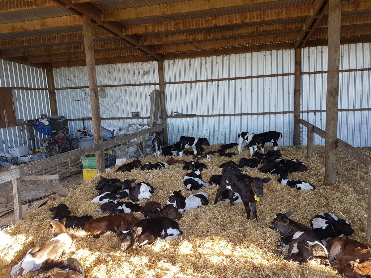 dairymanNZ's tweet photo. Today's crop, who wants to give me a hand to bottle feed them all? https://t.co/ao2A2E46iE
