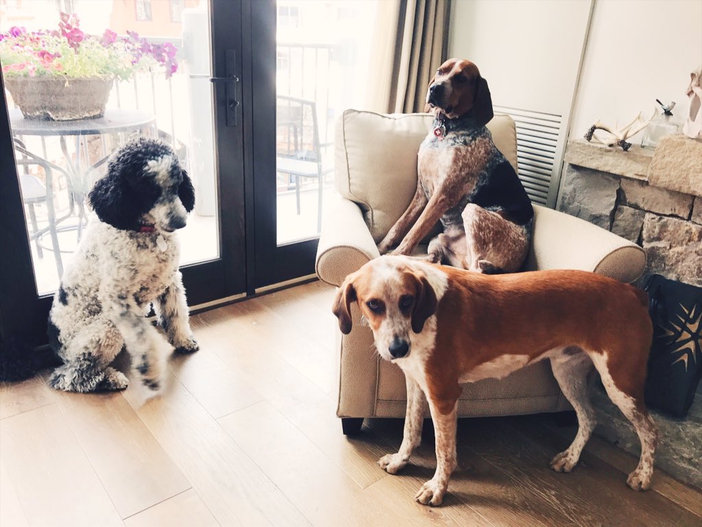 MarlaMeridith's tweet photo. Puppy play date at our house today! #dogsoftelluride https://t.co/akAO5R3rH7