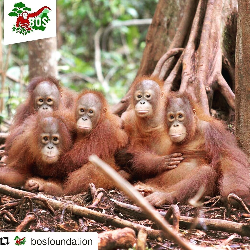 Happy Sunday! <a href="/bornean_OU/">BOS Foundation</a>  
#orangutan #survival #foundation #borneo #eyewear #CSR  #saveorangutans #fundraising #wildlife #happy #sunday