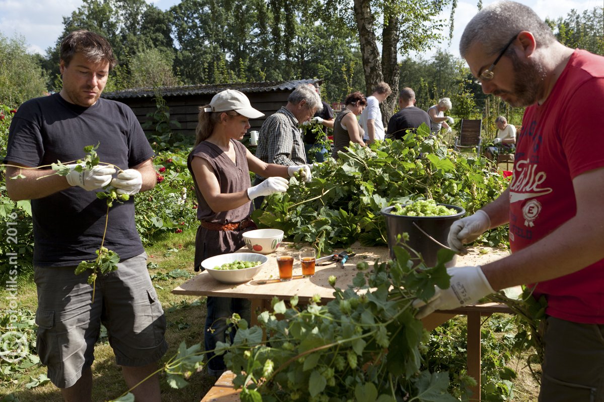 Op zo 10 en vr 15 sept gaan we onze hop weer oogsten voor <a href="/molenbier/">Brouwerij de Molen</a> . Kom je meehelpen? tinyurl.com/hopoogst17 #epe #borefts
