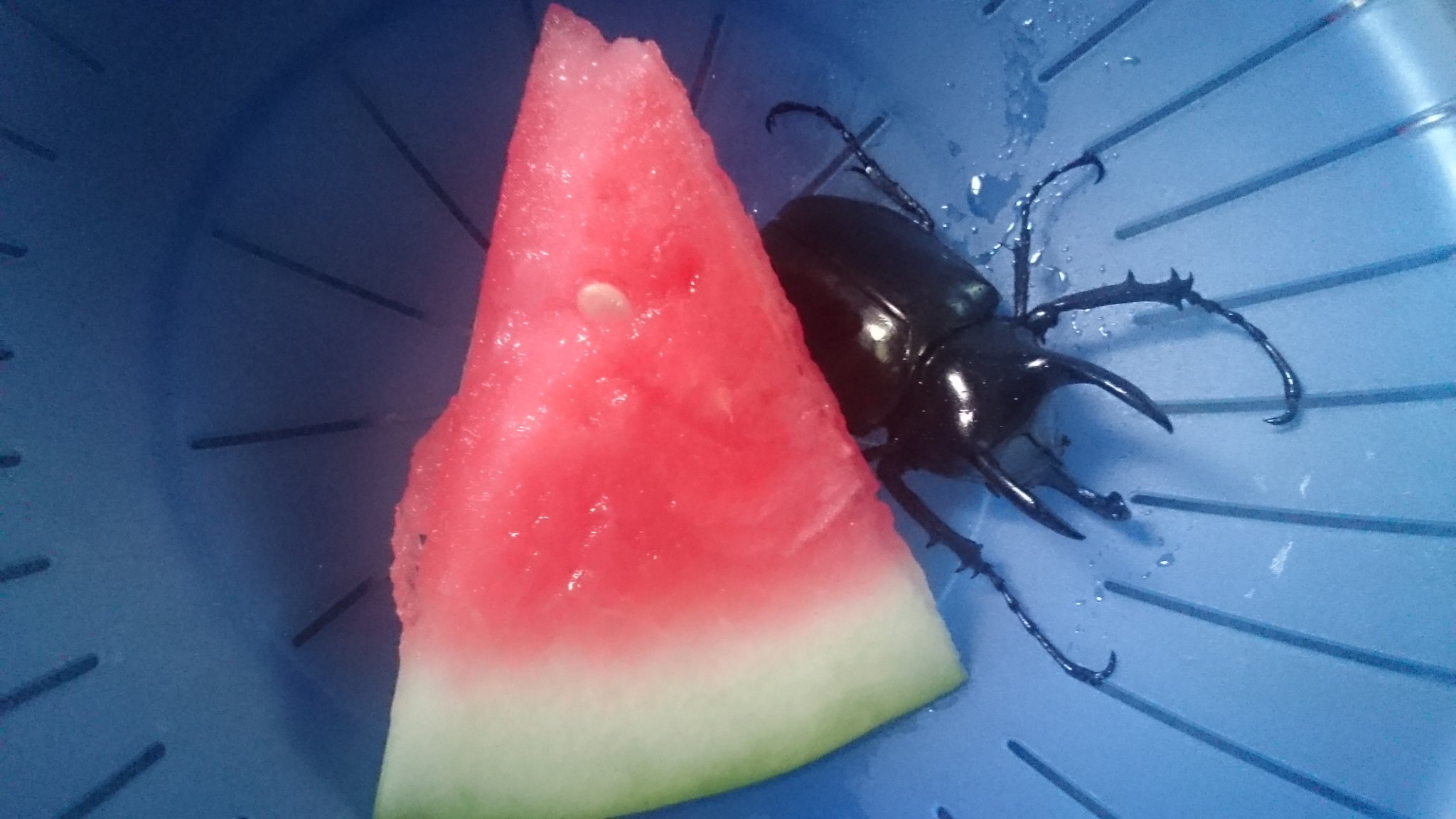 いわもと カブトムシだと思うのですが 特徴は 角が3本 足が長い 欲しい方ご連絡ください 引き取り手がなければ石手川の土手に放してあげようと思います 欲しい方 なるはやで ご連絡お待ちしてます カブトムシ いわもと カブトムシだと思うのですが 特徴は 角が3本 足が長い 欲しい方ご連絡ください 引き取り手がなければ石手川の土手に放してあげようと思います 欲しい方 なるはやで ご連絡お待ちしてます カブトムシ
