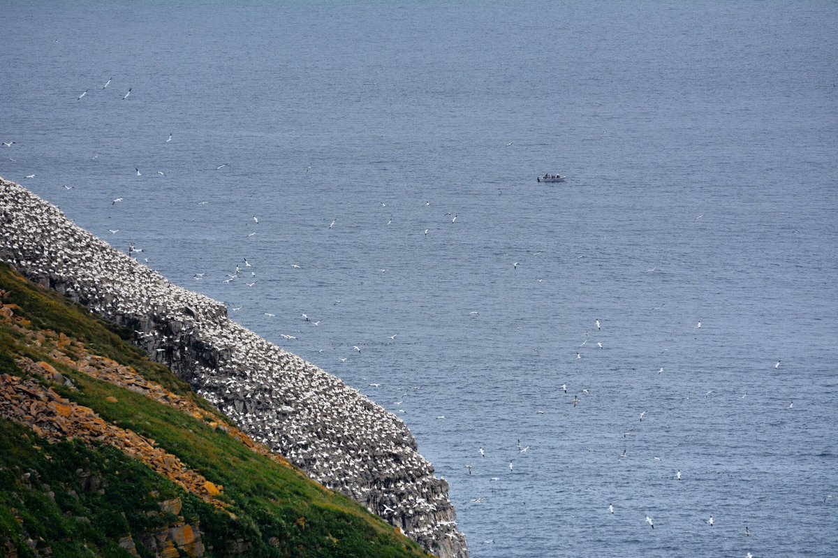 Vanesss_88's tweet photo. "Let me fish off Cape St. Mary's" π£ #codjigging #Newfoundland #birdrock #capestmarys #ExploreNL
@NLtweets @LegendaryCoasts @CBCNL https://t.co/h9mRJQKKqx