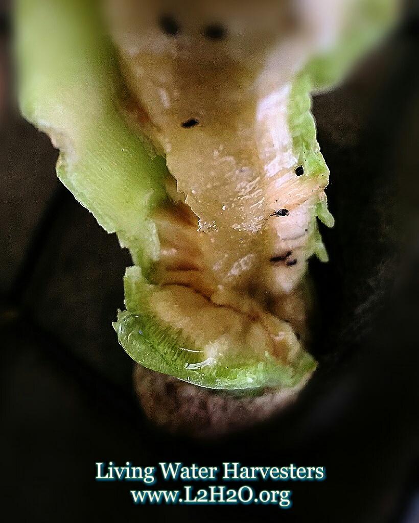 L2H2O's tweet photo. After the #Harvest of our #Organic #Cabbage Stalks. They are like water hydrants! #SoilGrown #Vertical #UrbanAg #Grow365 #harvest2017 https://t.co/QB8lpnEGvK