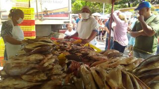 fnsbpp's tweet photo. @MinPesca @maduro_pt @ManeiroPesca sector pesquero más activo  dispuesto a retomar el arrime seguro sin intermediarios a cielos abiertos https://t.co/LN9ThRAwAr