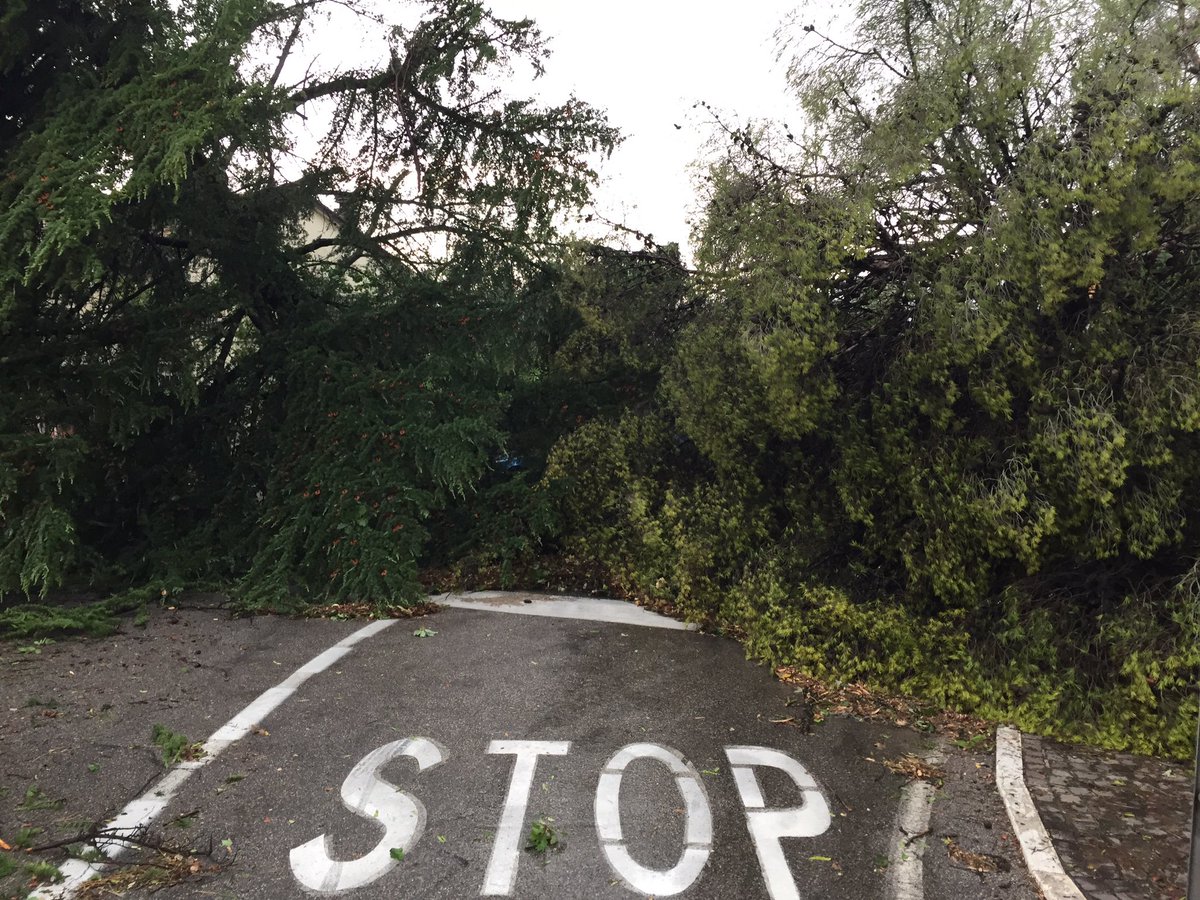 federicovr's tweet photo. #albisano @larenait albero caduto su auto ma fortunatamente senza conseguenze https://t.co/mUm2NEEfNI