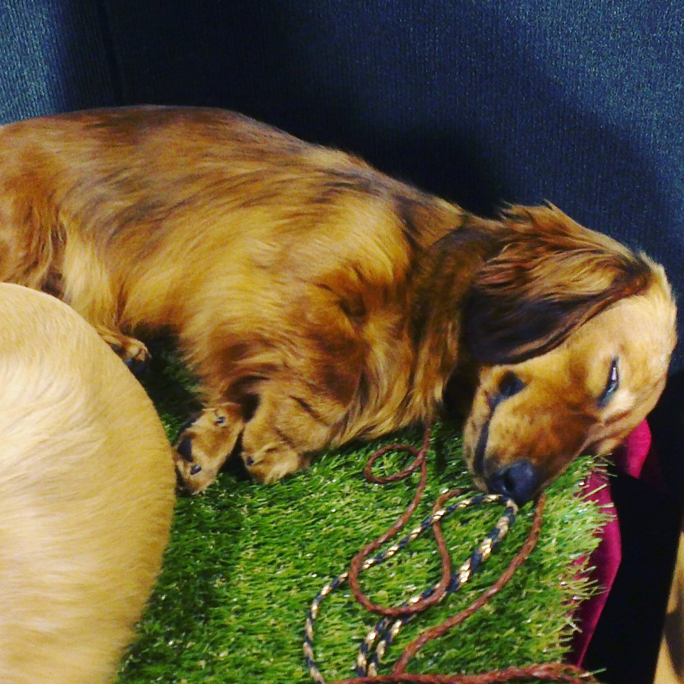 FlitterPuff's tweet photo. Found some sleepy lil puppers today @Dog_Lovers_Show #puppy #dog #cuddly #cute #dacshund #Sydney https://t.co/2UhFQj8yaM