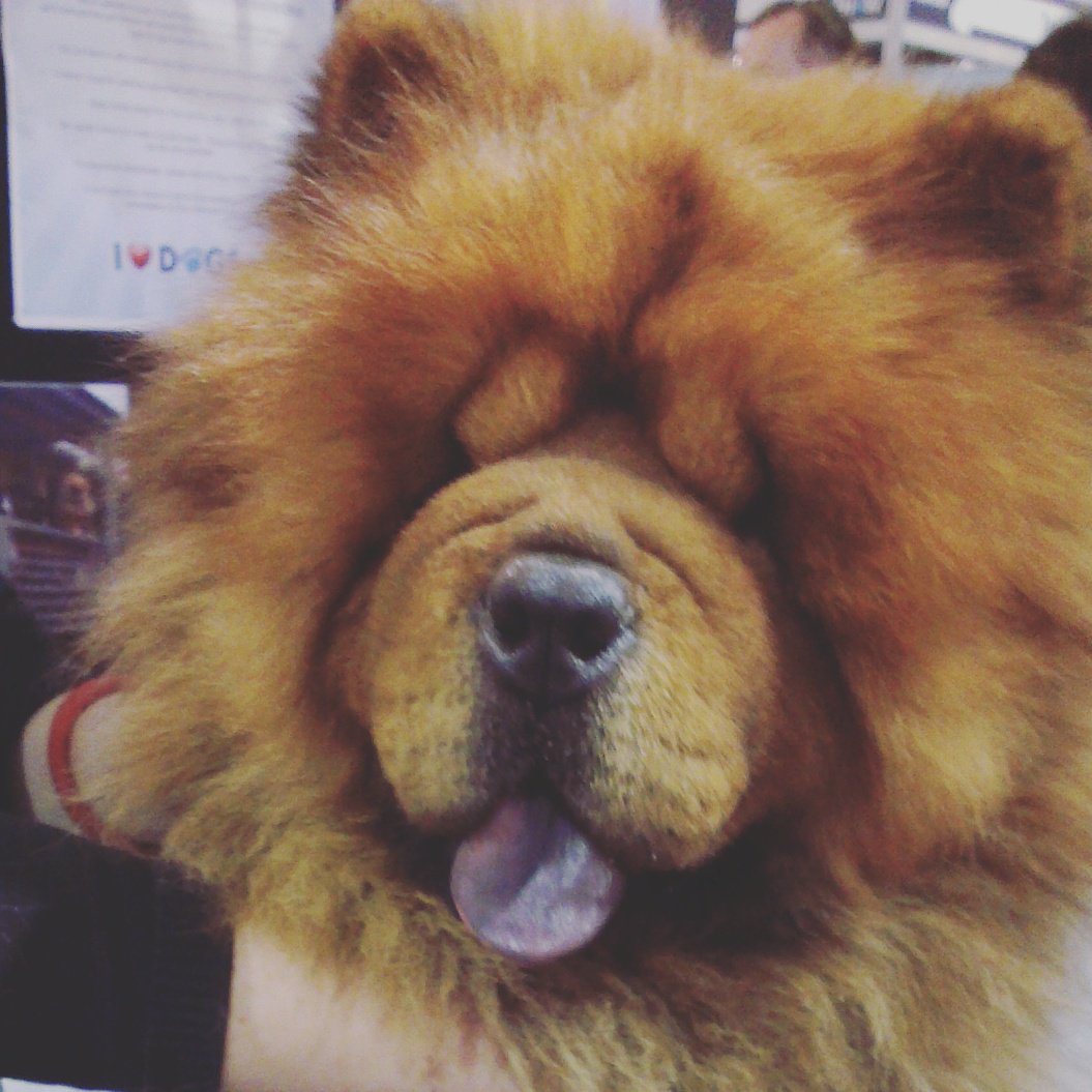 FlitterPuff's tweet photo. IT'S SO FLUFFY!!! :) @Dog_Lovers_Show #Sydney #dog #puppy #chowchow #references #cutest #bestdayever https://t.co/S4pHIL4NFW