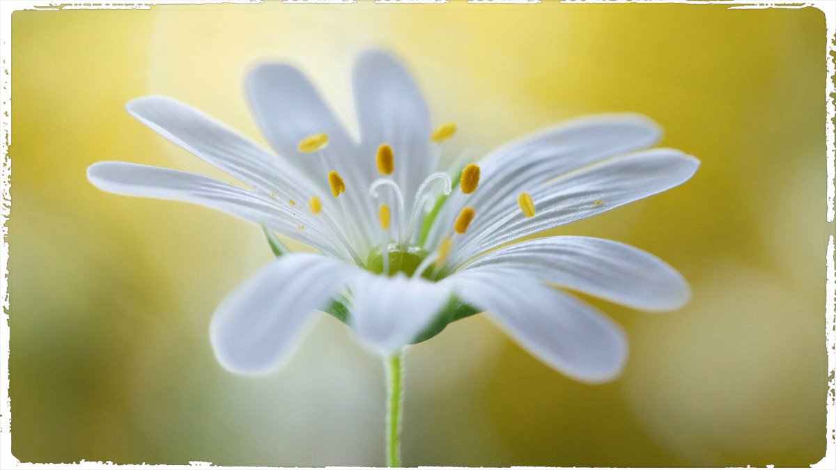 #DomingoDetremuraSDV
Bom domingo ao caminhante
Solitário e errante
Que consegue olhar pro lado
E ficar ali, parado
Ante a flor exuberante