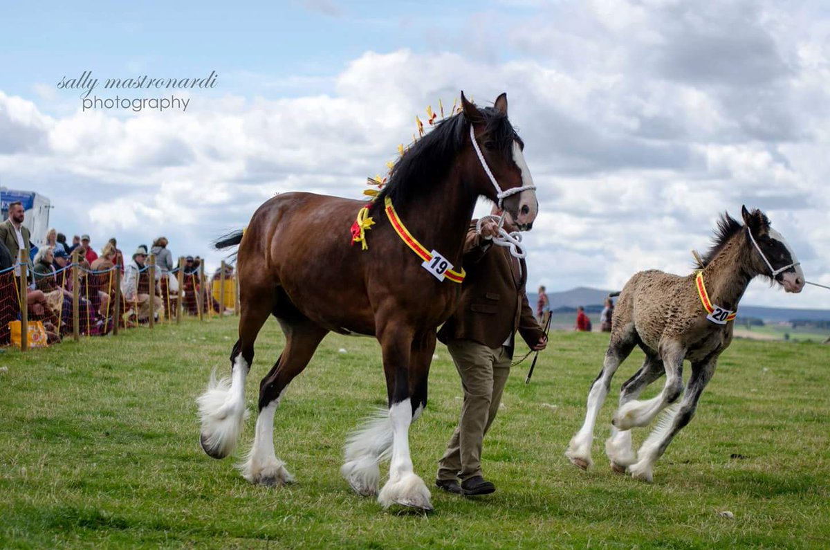 #emleyshow #showstoppers <a href="/CountryfileMag/">Countryfile Magazine</a> #clysdales? #emley #huddersfield