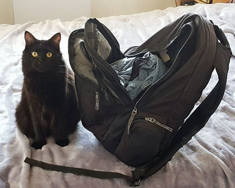 WePetsitty® tweet media