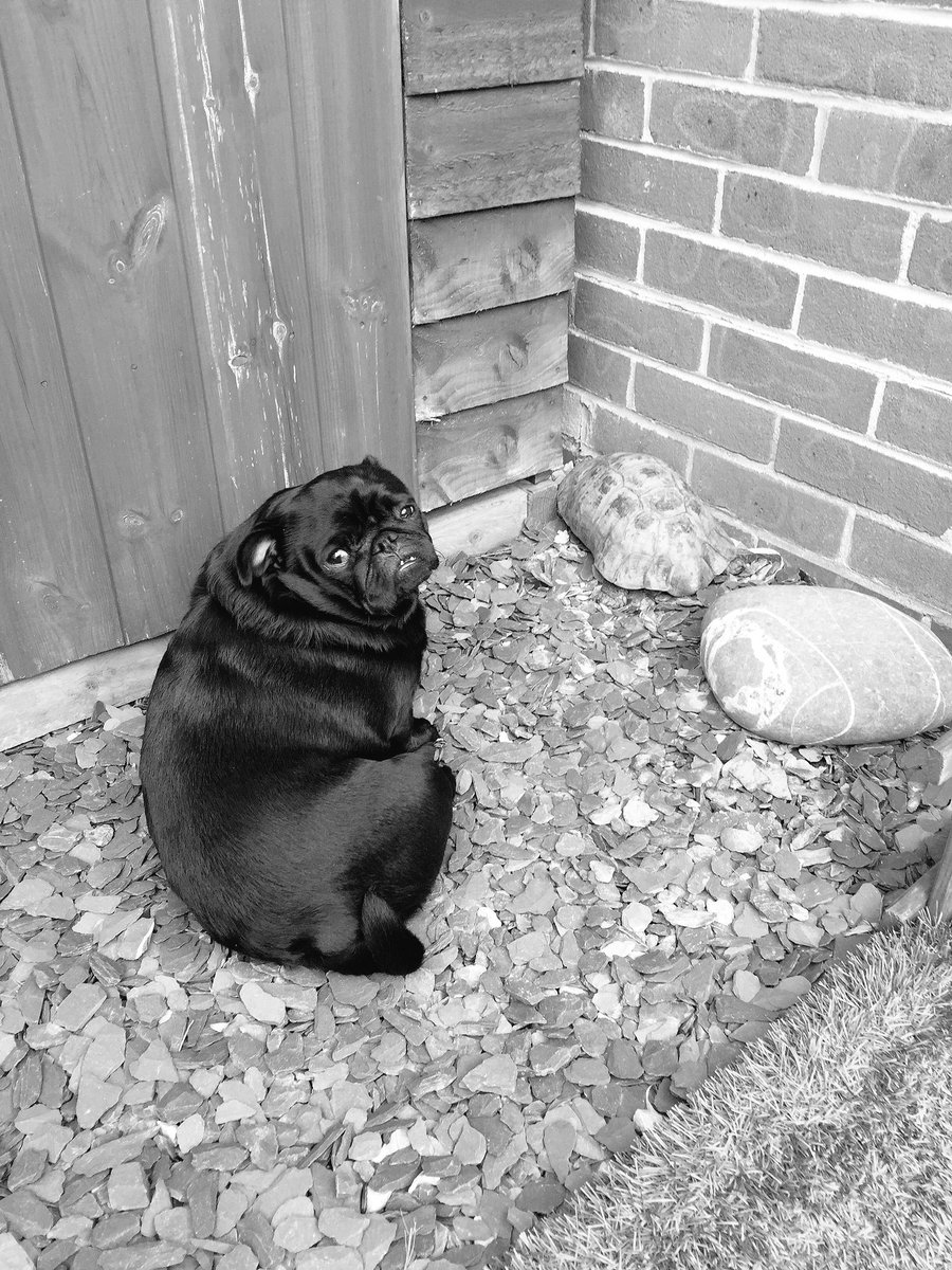 Luna_Pug's tweet photo. Please don't say he has to go? #thetortoiseandthepug #friends https://t.co/seSDvx8r3l