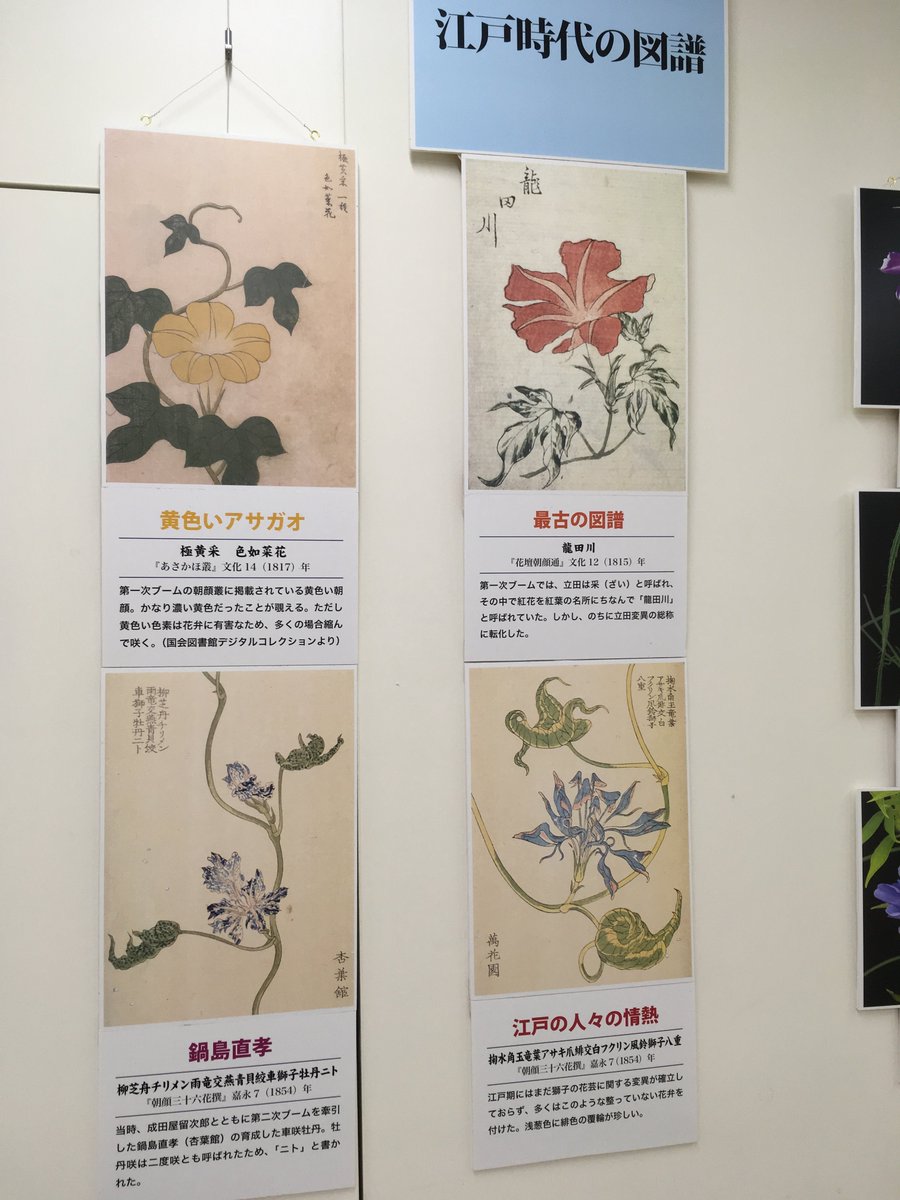 丸善名古屋本店 No Twitter 6ｆイベントスペース アサガオとは思えない珍花奇葉の世界へようこそ 変化朝顔 パネル展 好評開催中です 江戸時代から脈々と続いてきたことを思うと感慨深いです 書籍なら 監修 写真 仁田坂英二 変化朝顔図鑑 化学同人 を