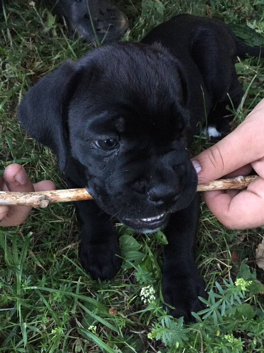 wiberg67's tweet photo. I meet this little one yesterday so cute #cancorso 8week https://t.co/SK8Gq6Gzp0