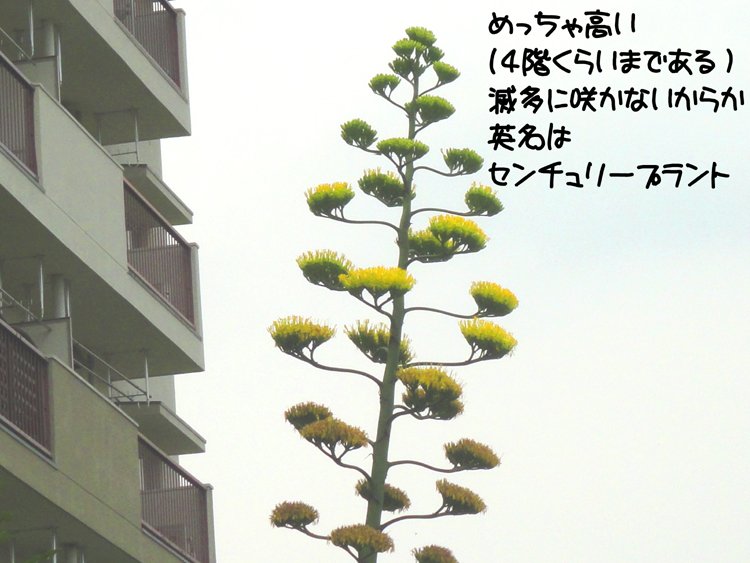 んで目的っつうのが
富田林市の団地の一角に
突如と咲いた竜舌蘭
(リュウゼツラン)という花
50年に一度しか
咲かないらしい
見た感想としては
ただただデカイ(高い) 