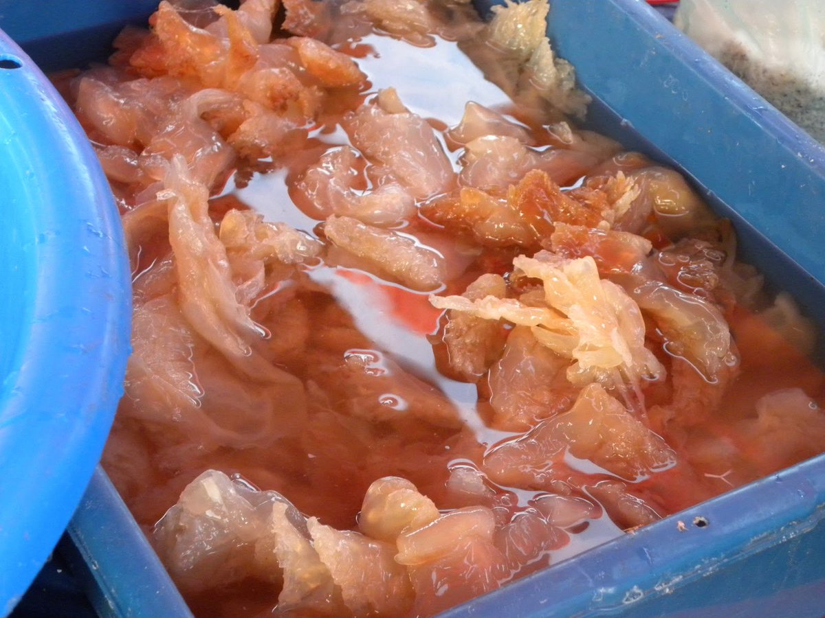 Red Jellyfish Season Brings Joy To Fishermen And Locals The Star